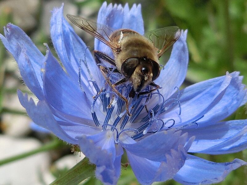 Datei:Schwebfliege 2015 Gnadl.jpg