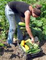 Zucchiniernte 2011 - Praktikantin