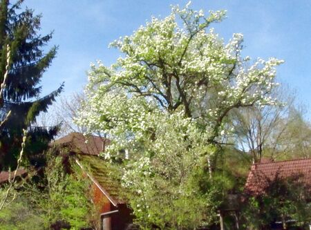 Nostgarten Birnblüte - Marinahaus