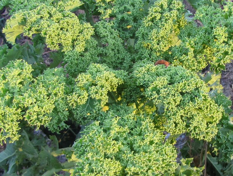 Datei:Grünkohl Spätherbst.jpg