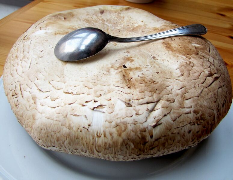 Datei:CHampignon Vergleich Löffel.jpg