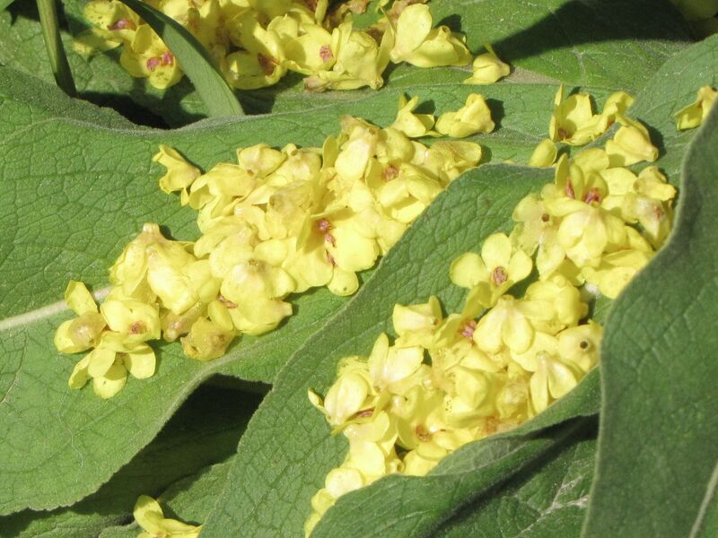 Datei:SG Blütenblätter Königskerze.jpg