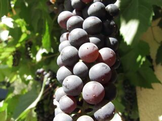 Weintrauben beim Rezeptionseingang