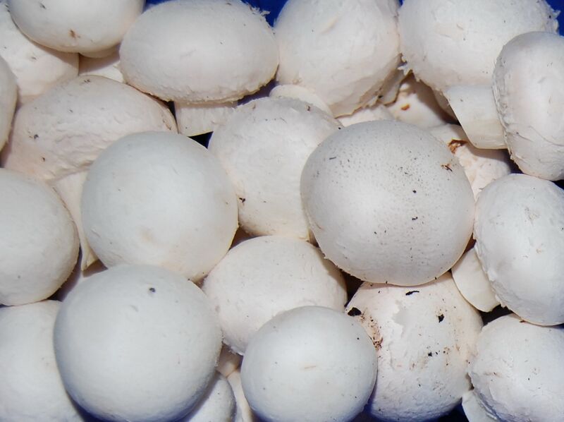 Datei:Champignon in Tasse.jpg