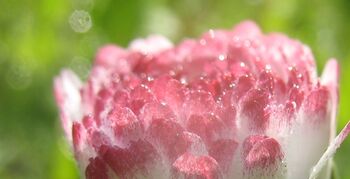 Gänseblümchen Ausschnitt