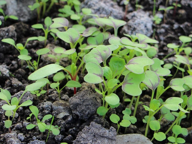 Datei:SG Asiasalt Roter Giant Keimblatt.jpg