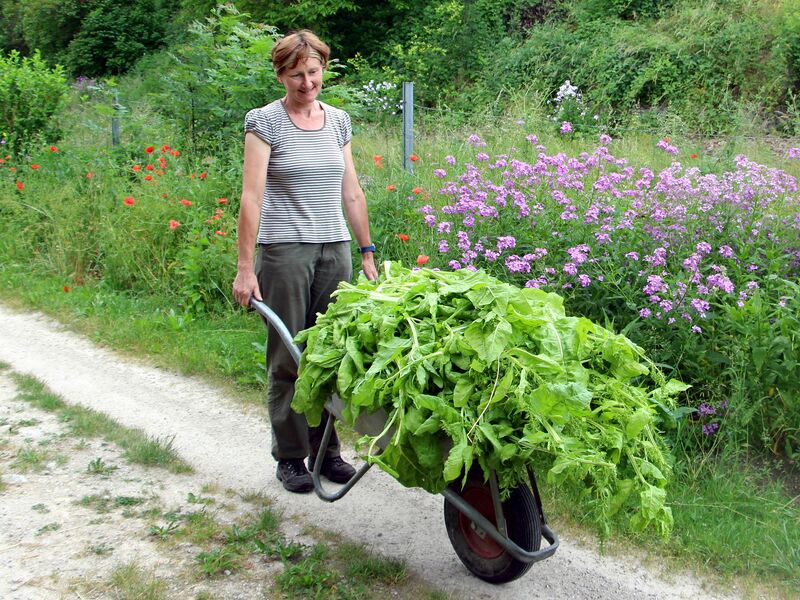 Datei:SG Mangoldernte.jpg