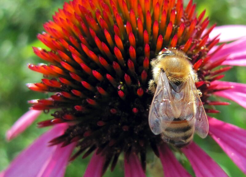 Datei:SG Biene Korblütler.jpg