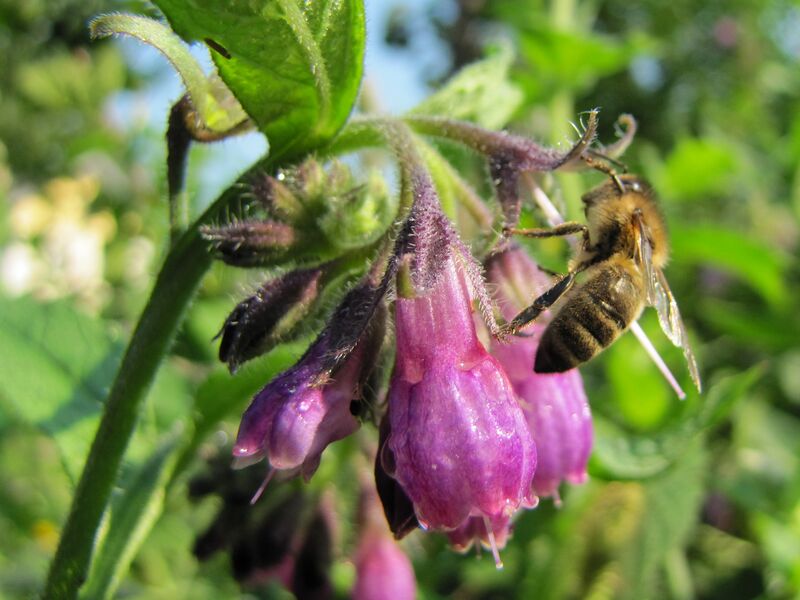 Datei:SG-Beinwellblüte m Biene.jpg