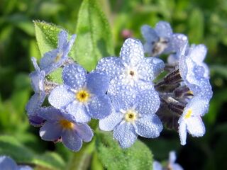 Blütenpracht in der Landschaft