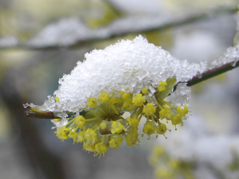 Datei:Dirndlblüten im Schnee2.jpg