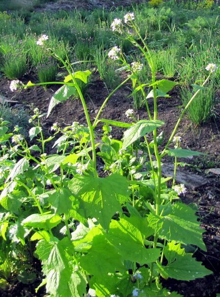Früh im Jahr: Knoblauchsrauke
