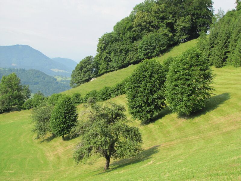 Datei:3-Schnoartbäume Unterzögernitz.jpg