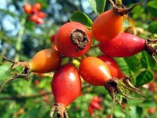 Hagebutte aus dem Südgarten