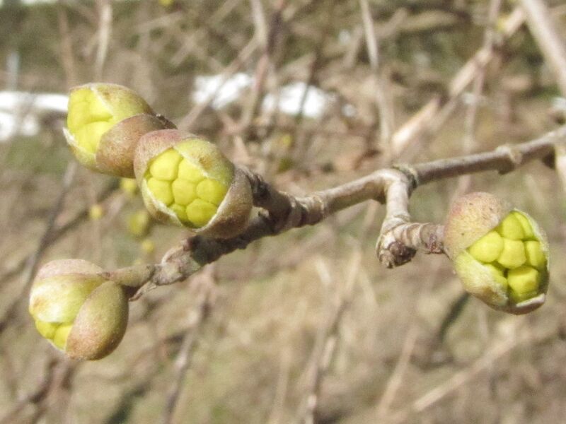 Datei:Dirndlblüte Beginn1.jpg