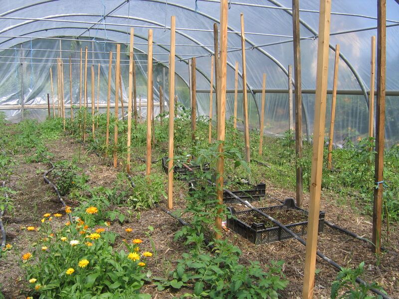 Datei:Folientunnel 07 2009 Beginn.jpg