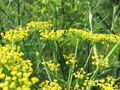 Fenchelblüte