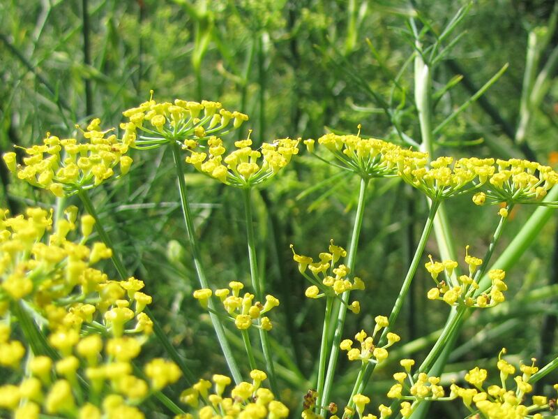 Datei:SG Fenchelblüte.jpg