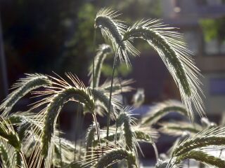 Getreide im Gegenlicht