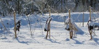 Winterharter Palmkohl