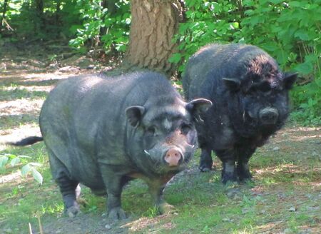 Göttinger Minischweine