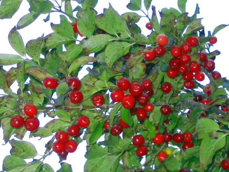 Datei:Dirndl Erntereif.jpg