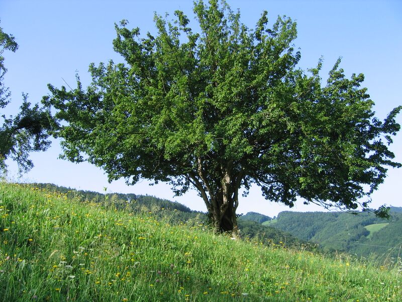 Datei:Dirndlstaude schöne 8.JPG