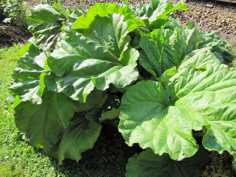 Datei:Rhabarber im Sommer.jpg