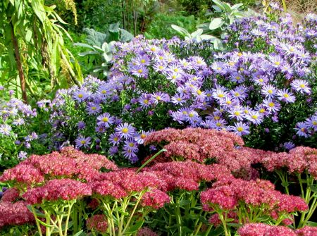 Fette Henne u Chrisantheme