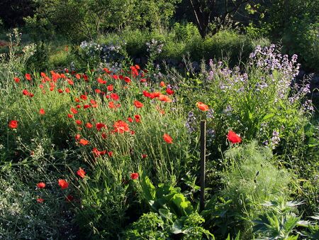 Blütenvielfalt im Produktiuonsgarten