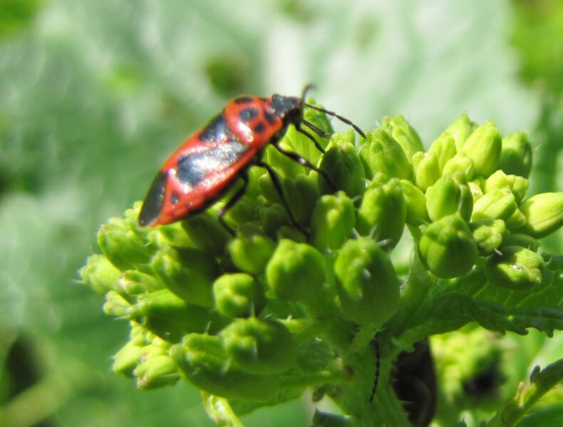 Datei:SG-Käfer Kreuzblütler.jpg