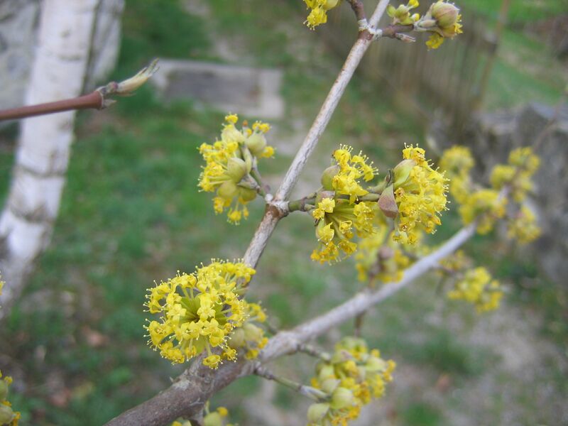 Datei:Dirndlblüte 20.JPG