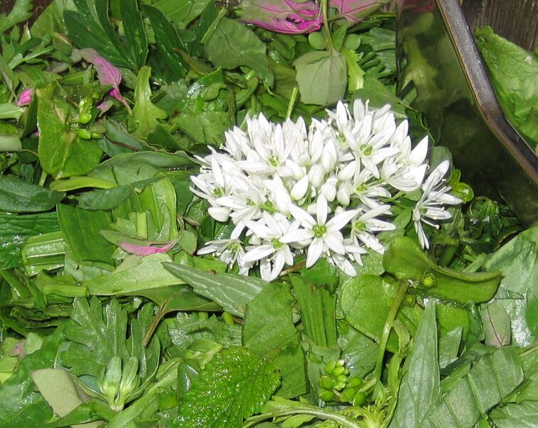 Datei:SK Wildkräutersalat9.jpg