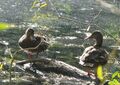 Enten auf dem Steinschaler Teich