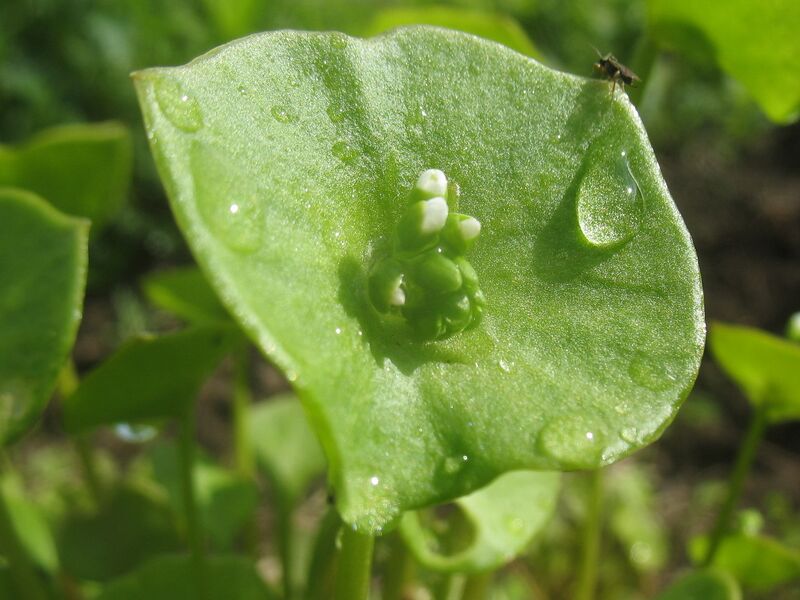 Datei:SG-Winterportulak groß.jpg