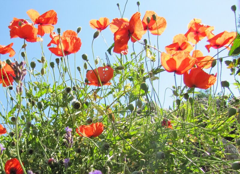 Datei:Sg Mohnblüten.jpg