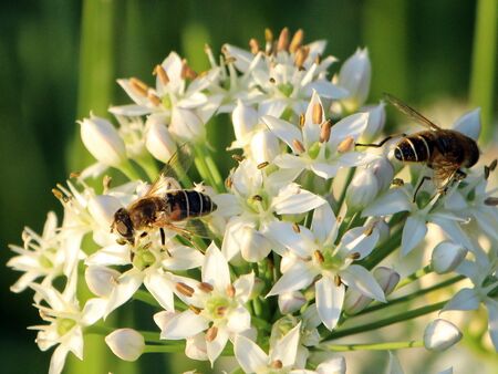 Knolauchblüte mit Schwebfliege Eristalis tenax
