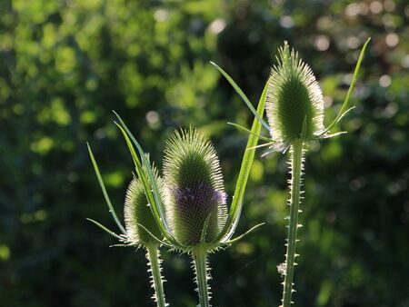 Kardentrio - mit Blüten