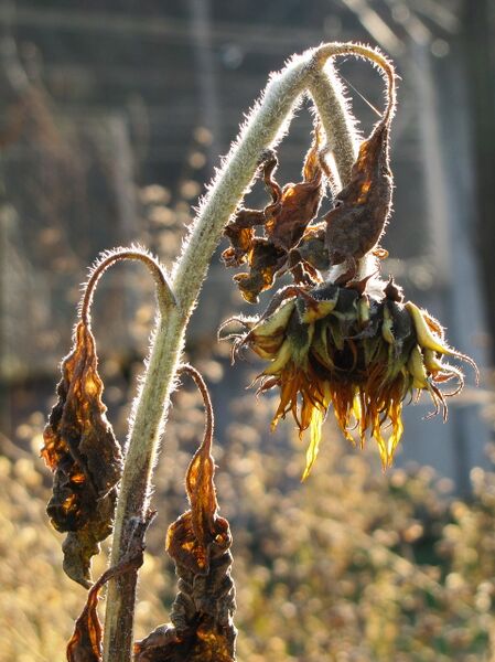 Datei:SG Sonnenblume Nov.jpg