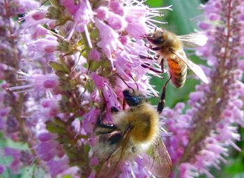Chinesischer Gewürzstrauch - Biene