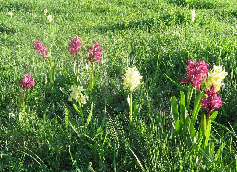 Datei:Orchideen Eisenstein 23 05 2009.jpg