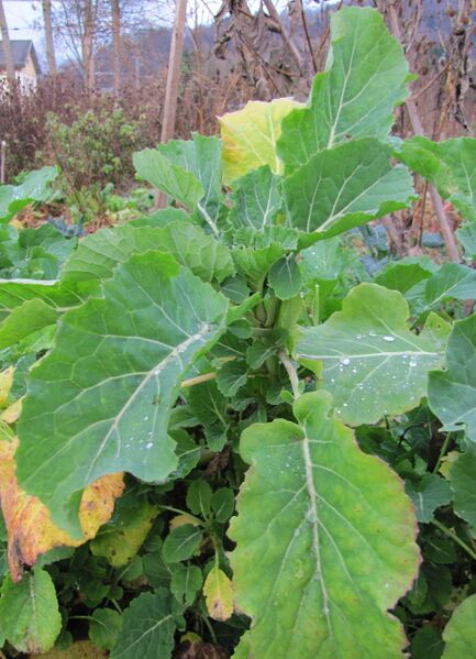 Datei:SG-Ewiger Kohl.jpg