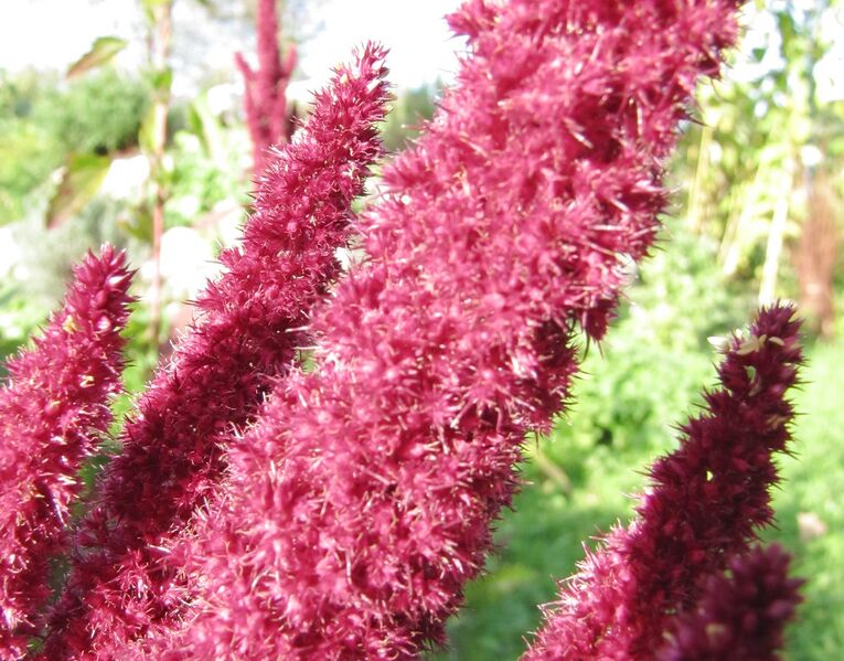Datei:SG Amaranthblüte 4.jpg