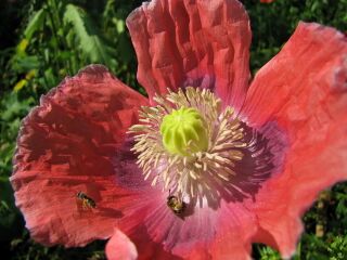 dekorative Mohnblüte