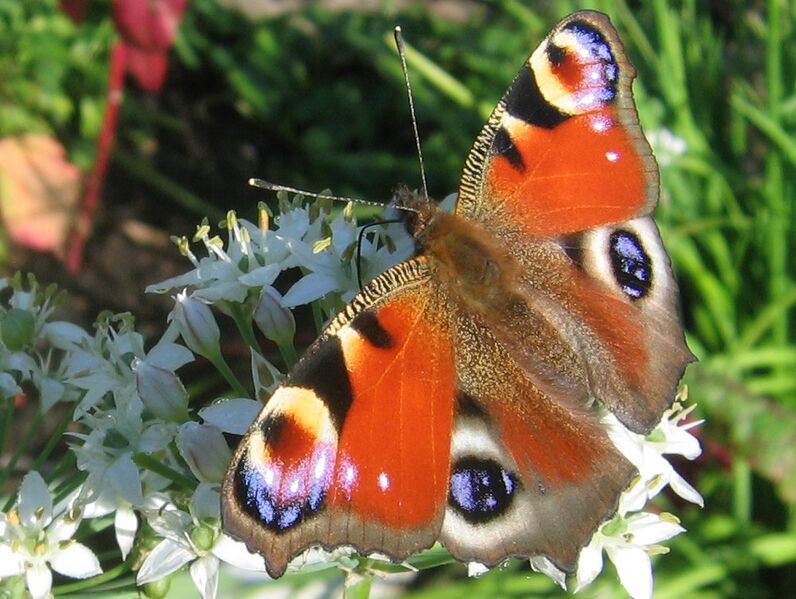Datei:SG Schmetterling.jpg