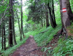 Waldweg