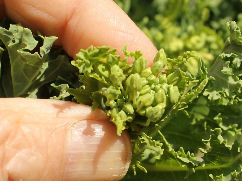 Datei:SG Palmkraut-Knospen .jpg