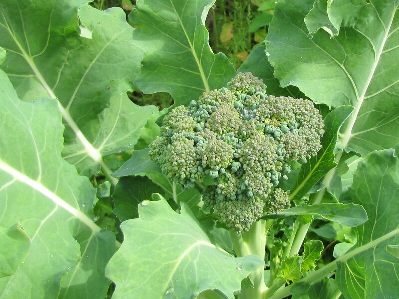 Datei:SG Broccoli vor Ernte.jpg