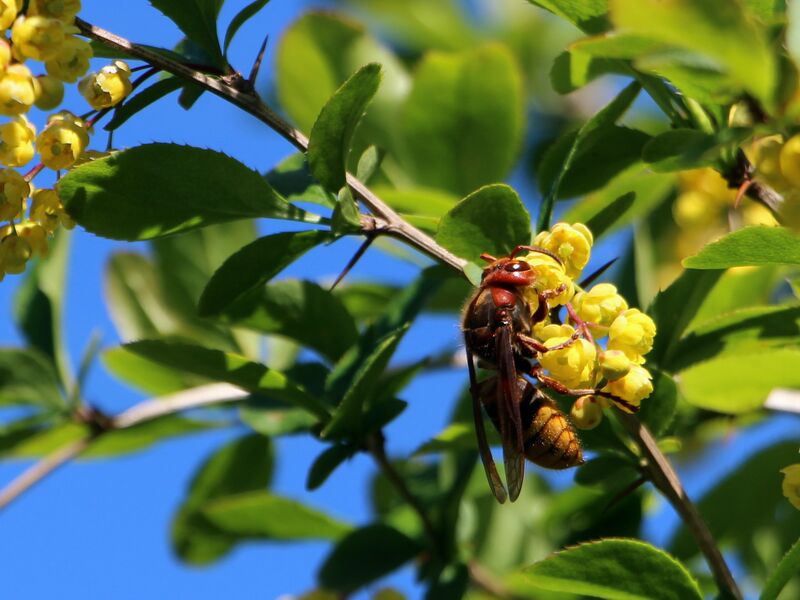 Datei:SG Hornisse auf Berberitzenblüte.JPG