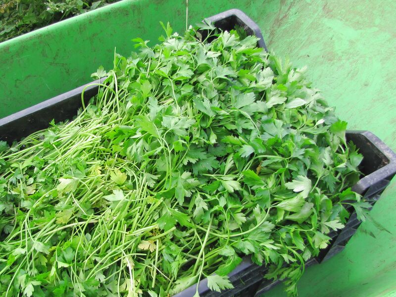 Datei:SG Petersiliernte7.jpg